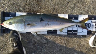 <p>久田様　沖の北かなり奥の方　Gコンでブリ85cm！5時半頃にヒット！</p><p>Gコンをボトムまで沈めて巻取り5回くらいできたそうです。ベイトサイズはGコンくらいなのでマッチザベイトが良かったのか…。</p><p>セットアッパーで食わない時はGコン・ピンテールですね。</p><p>今日は外向きめちゃくちゃベイトいました。いすぎくらいの量で…。</p><p>6時頃、旧と沖の真ん中くらいでものすごい青物ナブラが出てたそうです（旧で釣りしてた方からの情報）</p>