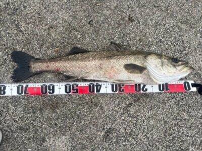 <p>泉州ズボ釣り研究会　杉浦様　沖の北内向き　壁際ズボ釣りでハネ75cm！！！餌は現地調達のアジ・サバの切り身</p>