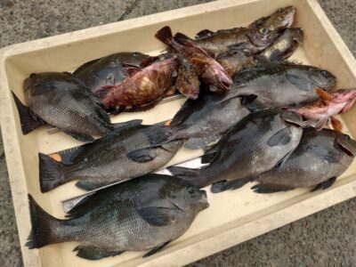 <p>川原鮮魚店様　沖の北低場外向き　エビ撒き釣りでグレ・根魚！</p>
