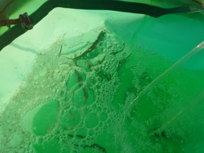 <p>沖の北　内向き　飛ばしサビキで小〜中アジが釣れていました。数はそんなに釣れてなくてポツリポツリ…。サッパが多め。オイルフェンス〜先端まで似たような感じでした。</p>