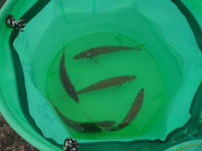 <p>ハンター高倉様　沖の北内向き　飛ばしサビキで小〜中アジ！</p><p>オイルフェンスでも小アジがちょっと、サッパが多いようです。秋みたいに簡単に釣れないのでサビキも真剣にやらないと…。</p>