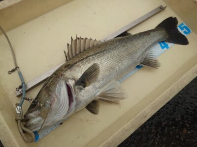 <p>川原様　旧一文字先端　エビ撒き釣りでハネ51cm！</p>