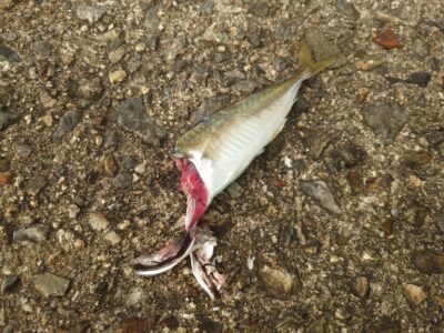 <p>今年はコウイカが多いっぽいです。最近飲ませでかじられる事が多い。イカ針を着けて狙うかたもいるんですが、なかなか針にかからないです。なんかいい方法ないかな…。</p>