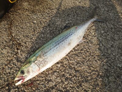 <p>沖の北　Rスピンでサゴシが釣れてました♪5時半頃</p>