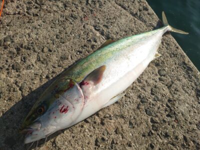 <p>広石様　沖の北　飲ませ釣りでメジロ70cm！6時40分にヒット！</p>