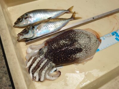 <p>仲村様　沖の北　飛ばしサビキで中アジ！そして念願のコウイカ！！！何度食い逃げされたことか…。</p><p>ヒラメを狙う感じの胴突で、イカ針を足した仕掛けです。今年はコウイカが多いようなのでぜひ狙ってみてください♪</p>