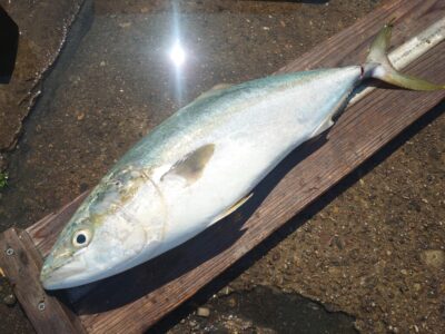<p>沖の北　メタルバイブでメジロ！5時頃にヒット！</p>