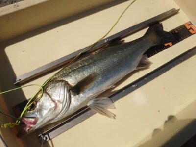 <p>菅原様　沖の北内向き　エビ撒き釣りでハネ3つ♪</p>