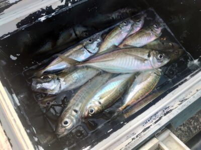 <p>沖の北　オイルフェンス周辺内向き　昨日は5匹だったんですが…今朝はよく釣れてました♪</p><p>4時半便で渡ってすぐ〜7時半くらいまでよく釣れたそうです。ほとんど小アジですが中アジも1匹。</p>