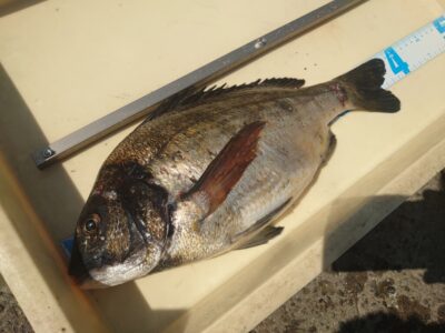 <p>三谷様　沖の北　ブツエビ撒き釣りでチヌ！ハネはおらんけど、シーバスはめっちゃおるみたいです…。旧の周りにもベイト入ってみたい♪</p>