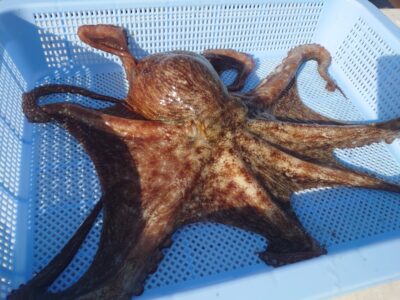 <p>中谷様　沖の北　タコエギでタコ🐙530g！新子はまだいませんが、中〜大型はもういますよ♪釣れたらデカい事が多いのでタモは携帯しといてくださいね。</p>