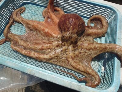 <p>大ダコハンター松村名人　沖の北内向き　竿下タコジグで大ダコ🐙1.8kg！！！</p>