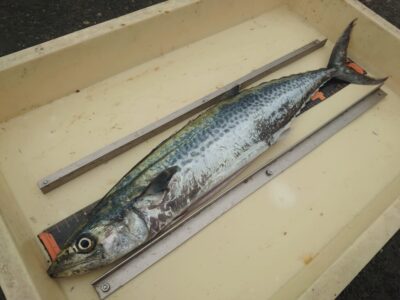 <p>沖の北　ショアジギでサゴシ！セットアッパーを壊されるアタリもあったみたい…。</p>