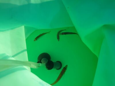 <p>沖の北内向き　今日もアジはかなり渋め…。先端で小アジ2匹。後は豆アジとサッパのみ。</p><p>旧一文字赤灯のレジェンドは5匹…。</p>