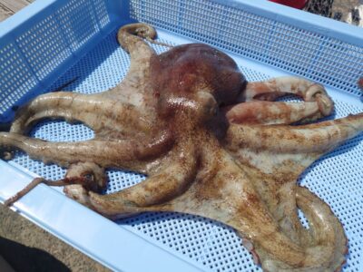 <p>森様　沖の北外向き　タコエギで大ダコ1.5kg🐙これの前にも大ダコがかかったそうですが抜き上げでバラし……。</p><p>大ダコの抜き上げは絶対ダメですよ〜！ちゃんとタモを使ってくださいね。かなり後悔しますよ…。</p>