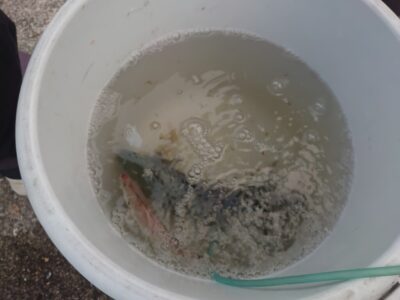 <p>沖の北内向き 渡ってすぐに小アジが釣れたそうで、いけると思いきや伸びず…。</p><p>豆アジ・小アジ・サッパ、小サバがポツリポツリ…。</p><p>かなり厳しいようでした。昨日、一昨日は早朝けっこう釣れたんてすが安定しませんね。</p>
