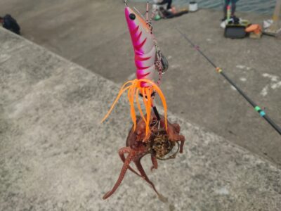 <p>沖の北外向き　蛸電タコエギで新子タコ🐙新子が増えてくるのは6月中旬、苦潮が来るたびに良くなりますよ。大ダコは梅雨明けくらいまで。</p>