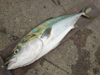 <p>河内の釣りバカ1号・2号様　沖の北　ウキ飲ませ釣りでブリ88cm！！！10時半頃にヒット！</p><p>9時便で帰った方のスペースが空いたのでウキに変更、少ないアジで仕留められました♪</p><p>朝から北の外向きはベイトだらけ…多すぎ…。これだけベイトがいて青物がいないわけがない！ですがルアーではかかりませんでした…。</p><p>おるけど、ベイトも多すぎるし食わせるのが難しい状況でしたね。</p>