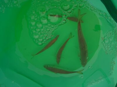 <p>沖の北オイルフェンス周辺内向き　昨日よりはちょっとまし…。活性は高いようで豆はよくあたってくるんですが小アジが少ない…。5匹釣るのが精一杯。</p><p>豆アジは針を1号とかにすればもっと釣れそうです。豆アジ南蛮おすすめです♪</p>