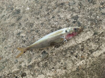 <p>沖の北外向き 飲ませのアジがイカにやられてました。イカ針は着けてたようですがかからず…。</p>