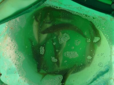 <p>沖の北オイルフェンス周辺内向き 今朝はよく釣れてました♪</p><p>4時便で渡ってから6時過ぎまで小アジ入れ食い♪始めてすぐは中アジも混ざったそうです。豆は少なめ。</p><p>6時からはサッパのみ。奥の方の内向きは豆だけだったようです。</p><p>かなり日ムラがあるのでお気をつけ下さい。</p>