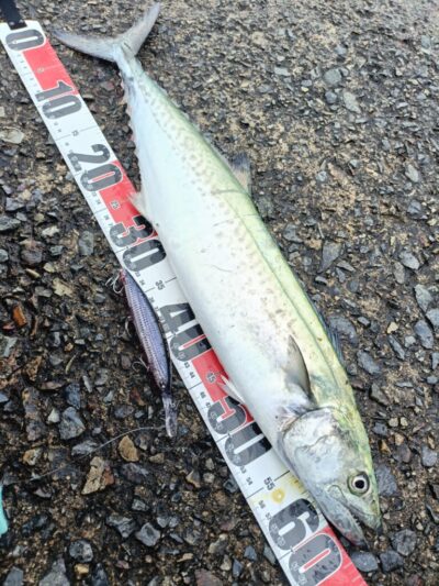 <p>まあ様　沖の北　船着近く　セットアッパーで良型サゴシ63cm！9時頃にヒット！</p>
