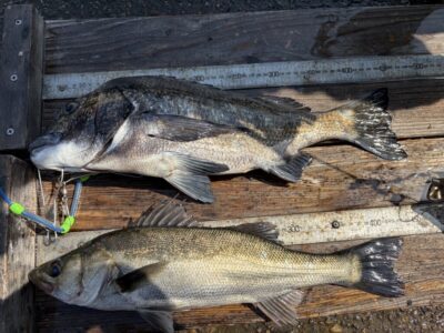 <p>鳩山様　旧一文字赤灯　エビ撒き　ハネ43cm・チヌ45cm🎣</p>