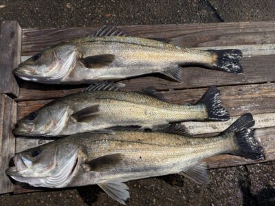 <p>三谷様　旧一文字赤灯　エビ撒き　ハネ59.3cmまで3匹🎣</p>