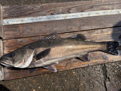 <p>福山様　旧一文字赤灯　エビ撒き　ハネ63.5cm🎣計3匹釣れたそうですが全てリリース♪♪</p>