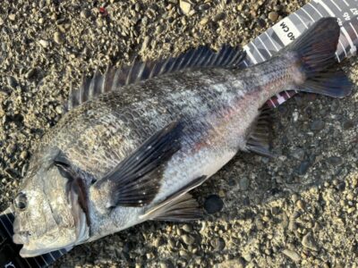 <p>福山様　旧一文字赤灯　エビ撒き　チヌ45cm🎣</p>