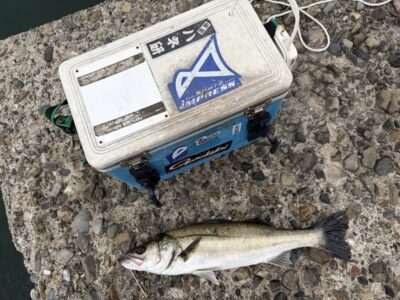 <p>岩田様　旧一文字赤灯　エビ撒き　ハネ50cm🎣撮影後リリース♪♪</p>