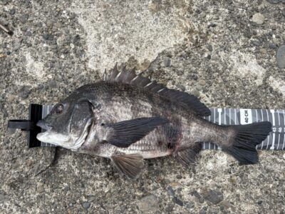 <p>福山様　旧一文字赤灯　エビ撒き　チヌ44cm🎣</p>