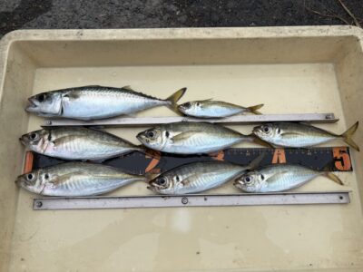 <p>高倉様　沖の北　サビキ釣り(飛ばし〜竿下)  アジ22cmまでとサバ🎣朝イチは中アジ掛かってますがなかなか数が伸びず…</p>