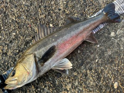 <p>福山様　沖の北　エビ撒き　ハネ63cm🎣9時便で旧一文字赤灯へ移動後1匹追加でハネは計2匹♪♪</p>