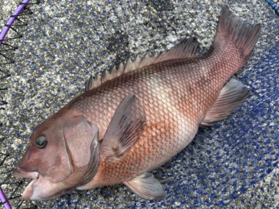 <p>福山様　沖の北　エビ撒き　カンダイ40〜50cm程が3匹🎣</p>