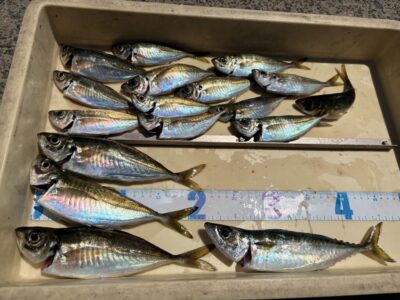 <p>小谷様　沖の北　飛ばしサビキ　アジ22cmまでとサバ🎣アジあまり安定していません。飲ませ用は持参した方がおすすめです！</p>