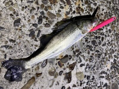 <p>MJ上垣内様　旧一文字赤灯　メンボーでシーバス3尾🎣① 撮影後リリース🐟</p>