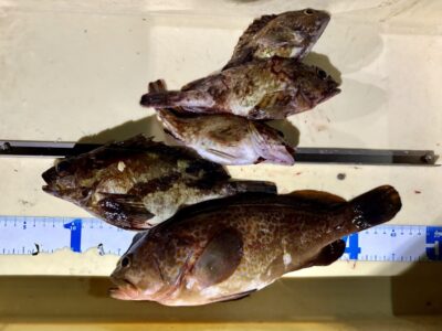 <p>川原様　旧一文字赤灯　エビ撒き釣りでアコウ&ガシラ🎣　撮影後リリース🐟</p>