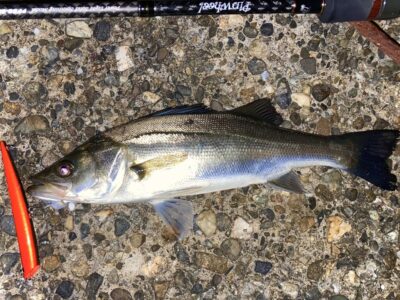 <p>釣れない猫様　旧一文字赤灯　パームス製タイニースプラッシャーでシーバス🎣　撮影後リリース🐟</p>