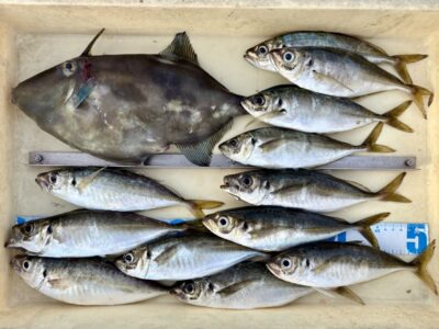 <p>磯田様　旧一文字赤灯　サビキ釣り　ウマヅラハギと23cm前後のアジ12尾🎣　16時頃に時合いがあったそうです。</p>