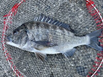 <p>森下様　旧一文字赤灯　ヘチ釣り　岩ガニでチヌ40cm🎣　撮影後リリース🐟</p>