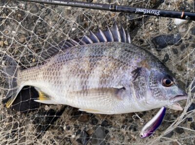 <p>釣れない猫様　旧一文字赤灯〜白灯をテクトロしてキビレ🎣　使用ルアー=パームスのヴィブロッシ</p>