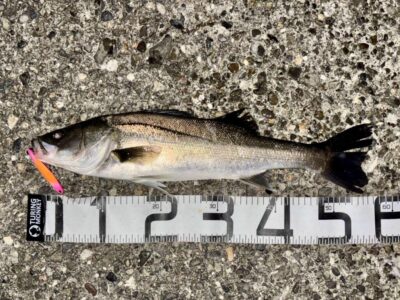 <p>㊈中村屋　旧一文字赤灯　半夜便　メンボーでシーバス🎣⑥ 最大は57cm🐟　撮影後全てリリース🐟　</p>