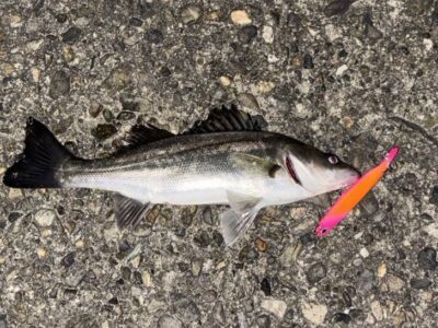 <p>㊈中村屋　旧一文字赤灯　半夜便　メンボーでシーバス🎣⑤</p>