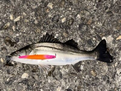 <p>㊈中村屋　旧一文字赤灯　半夜便　メンボーでシーバス🎣④</p>
