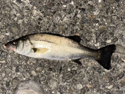 <p>㊈中村屋　旧一文字赤灯　半夜便　メンボーでシーバス🎣③</p>