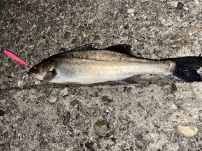 <p>㊈中村屋　旧一文字赤灯　半夜便　メンボーでシーバス🎣②</p>