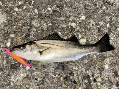 <p>㊈中村様　旧一文字赤灯　半夜便　メンボーでシーバス🎣①</p>