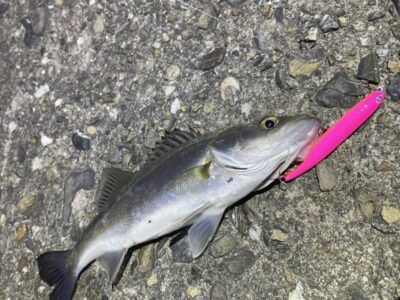 <p>上垣内様　旧一文字赤灯　半夜便　メンボーでシーバス🎣③</p>