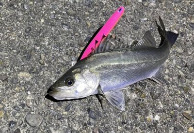 <p>上垣内様　旧一文字赤灯　半夜便　メンボーでシーバス🎣④ 撮影後全てリリース🐟</p>